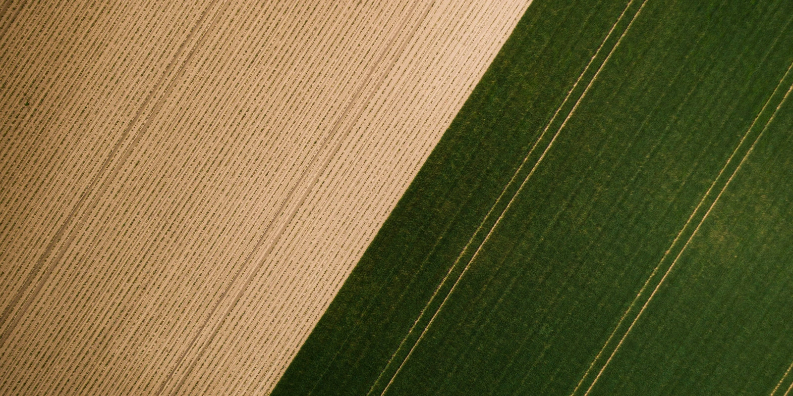 Gestion de la Physique en Licence PC (Physique-Chimie)