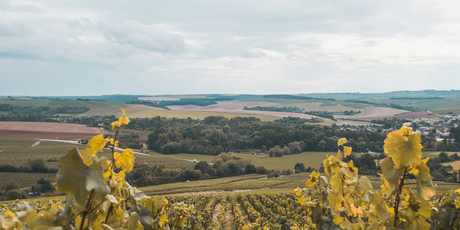 Licences Physique Chimie : Guide des Universités